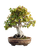 Trident Maple Bonsai Vinyl Car Decal Sticker – Waterproof & UV-Resistant 8.213333333333333"