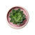 Succulent In Pot V4 Vinyl Car Decal Sticker – Waterproof & UV-Resistant 6.826666666666667"