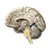 Human Brain Diagram V3 Vinyl Car Decal Sticker – Waterproof & UV-Resistant 6.826666666666667"