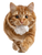 Mischievous Ginger Cat V3 Vinyl Car Decal Sticker – Waterproof & UV-Resistant 4.1066666666666665"