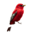 Red Bird Eating Vinyl Car Decal Sticker – Waterproof & UV-Resistant 3.4133333333333336"
