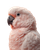 Pink Cockatoo Portrait Vinyl Car Decal Sticker – Waterproof & UV-Resistant 4.0"