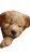 Sleeping Golden Retriever V32 Vinyl Car Decal Sticker – Waterproof & UV-Resistant 4.8533333333333335"