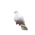White Dove Perched V5 Vinyl Car Decal Sticker – Waterproof & UV-Resistant 6.826666666666667"