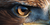 Eagle Eye Close-Up Vinyl Car Decal Sticker – Waterproof & UV-Resistant 5.12"