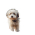 Walking The Dog V7 Vinyl Car Decal Sticker – Waterproof & UV-Resistant 3.4133333333333336"