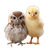 Chick On White Vinyl Car Decal Sticker – Waterproof & UV-Resistant 6.826666666666667"