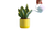 Watering Snake Plant Vinyl Car Decal Sticker – Waterproof & UV-Resistant 2.72"