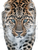 Amur Leopard Close-Up V3 Vinyl Car Decal Sticker – Waterproof & UV-Resistant 8.213333333333333"