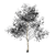 Elegant Birch Tree Vinyl Car Decal Sticker – Waterproof & UV-Resistant 3.4133333333333336"
