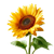 Sunflower Upwards Vinyl Car Decal Sticker – Waterproof & UV-Resistant 6.826666666666667"