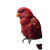 Red Lory Parrot Vinyl Car Decal Sticker – Waterproof & UV-Resistant 6.826666666666667"