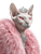 Sphynx Cat Royalty Vinyl Car Decal Sticker – Waterproof & UV-Resistant 4.1066666666666665"