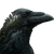 Crow Forest Morph Vinyl Car Decal Sticker – Waterproof & UV-Resistant 3.4133333333333336"