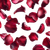 Crimson Rose Petals Vinyl Car Decal Sticker – Waterproof & UV-Resistant 3.4133333333333336"