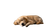 Sleeping Golden Retriever V35 Vinyl Car Decal Sticker – Waterproof & UV-Resistant 2.72"