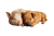Sleeping Puppy Piglet Vinyl Car Decal Sticker – Waterproof & UV-Resistant 2.986666666666667"
