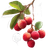 Cartoon Lychee String Vinyl Car Decal Sticker – Waterproof & UV-Resistant 3.4133333333333336"