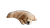 Sleeping Golden Retriever V37 Vinyl Car Decal Sticker – Waterproof & UV-Resistant 2.72"