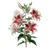 Stargazer Lilies Illustration Vinyl Car Decal Sticker – Waterproof & UV-Resistant 6.826666666666667"