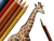Giraffe Coloring Page V2 Vinyl Car Decal Sticker – Waterproof & UV-Resistant 3.0933333333333333"