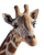 Curious Giraffe Portrait V2 Vinyl Car Decal Sticker – Waterproof & UV-Resistant 4.0"
