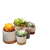 Succulent Pots Corner Vinyl Car Decal Sticker – Waterproof & UV-Resistant 3.4133333333333336"