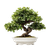 Bonsai Tree Pot Vinyl Car Decal Sticker – Waterproof & UV-Resistant 6.826666666666667"