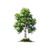 Pixel Birch Tree V2 Vinyl Car Decal Sticker – Waterproof & UV-Resistant 3.4133333333333336"