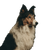 Realistic Collie Portrait Vinyl Car Decal Sticker – Waterproof & UV-Resistant 3.4133333333333336"