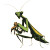 Praying Mantis Eating Partner Vinyl Car Decal Sticker – Waterproof & UV-Resistant 4.0"