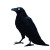 Elegant Black Raven Spooky Vinyl Car Decal Sticker – Waterproof & UV-Resistant 4.0"