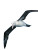 Albatross Gliding Front Vinyl Car Decal Sticker – Waterproof & UV-Resistant 4.0"