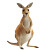 3D Kangaroo White Background Vinyl Car Decal Sticker – Waterproof & UV-Resistant 4.0"