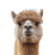 Alpaca Close Up Vinyl Car Decal Sticker – Waterproof & UV-Resistant 4.0"