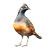 California Quail Grass Water Vinyl Car Decal Sticker – Waterproof & UV-Resistant 4.0"
