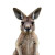 Curious Joey Kangaroo Vinyl Car Decal Sticker – Waterproof & UV-Resistant 4.0"