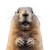 Cute Marmot Vinyl Car Decal Sticker – Waterproof & UV-Resistant 4.0"