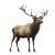 Elk Big Antlers Realistic Vinyl Car Decal Sticker – Waterproof & UV-Resistant 4.0"
