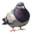 Fat Pigeon Emoji Vinyl Car Decal Sticker – Waterproof & UV-Resistant 4.0"