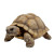 Felt Desert Tortoise White Background Vinyl Car Decal Sticker – Waterproof & UV-Resistant 4.0"