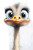 Happy Ostrich Caricature Vinyl Car Decal Sticker – Waterproof & UV-Resistant 4.0"