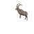 Ibex Mount Top Vinyl Car Decal Sticker – Waterproof & UV-Resistant 4.0"