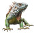 Iguana Watercolor Style Vinyl Car Decal Sticker – Waterproof & UV-Resistant 4.0"