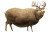 Obese Deer Buck Vinyl Car Decal Sticker – Waterproof & UV-Resistant 6.18"