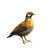 Quail Woods Fantasy Art Vinyl Car Decal Sticker – Waterproof & UV-Resistant 4.0"