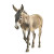 Realistic Walking Donkey Pastel Vinyl Car Decal Sticker – Waterproof & UV-Resistant 4.0"