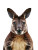 Realistic Wallaby Portrait Vinyl Car Decal Sticker – Waterproof & UV-Resistant 4.11"