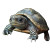 Sad Russian Turtle Home Vinyl Car Decal Sticker – Waterproof & UV-Resistant 4.0"