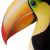 Toucan Beak Closeup Vinyl Car Decal Sticker – Waterproof & UV-Resistant 4.0"